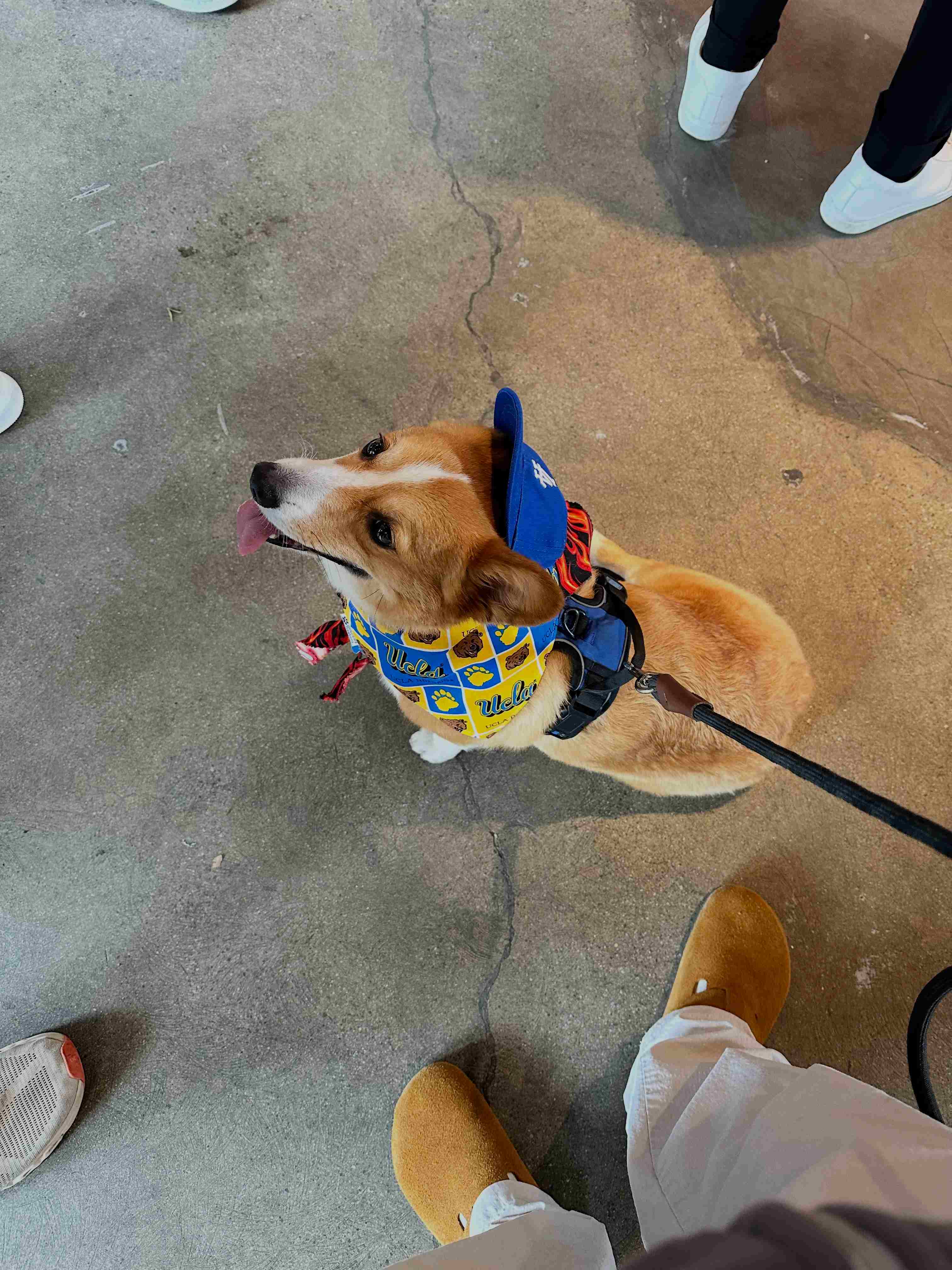 Tyson the corgi wearing a UCLA cap and bandana looking adorably at the camera